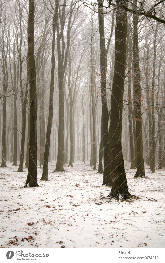 WinterWald Umwelt Natur Landschaft Nebel Schnee Baum kalt natürlich Schneise kahl Traurigkeit Gedeckte Farben Außenaufnahme Menschenleer Textfreiraum unten