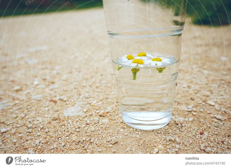 Kamillenblüten in einem Glas mit reinem Wasser abstrakt Wetter Blume Regen Reinheit Mineral grün natürlich Klima Wandel & Veränderung durchsichtig Hintergrund