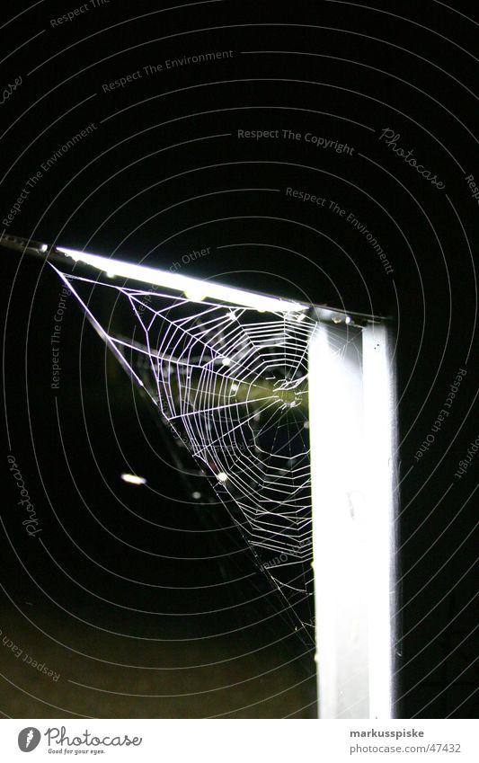 spinnen netz Spinne Nacht Licht Lampe Insekt Netz Lichterscheinung
