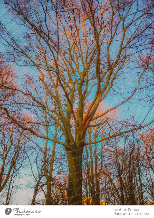 kahler Baum im Herbst Wald Froschperspektive Winter türkis blauer Himmel Abendlicht Abendsonne analog retro film vintage Außenaufnahme Menschenleer Natur