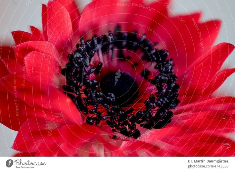 Blüte von Anenone coronaria, rot; Wildform aus Israel mit roten Petalen, Staubblättern und Stempel Anemone blühend Gartenanemone Blume Schnittblume Zierblume