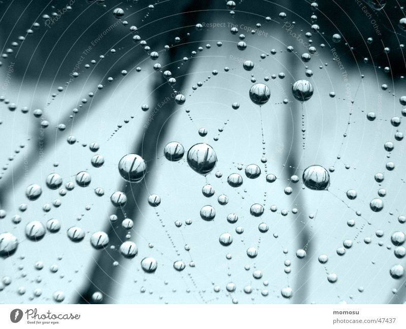 vernetzt Spinnennetz Nebel Herbst Reflexion & Spiegelung Netz Seil