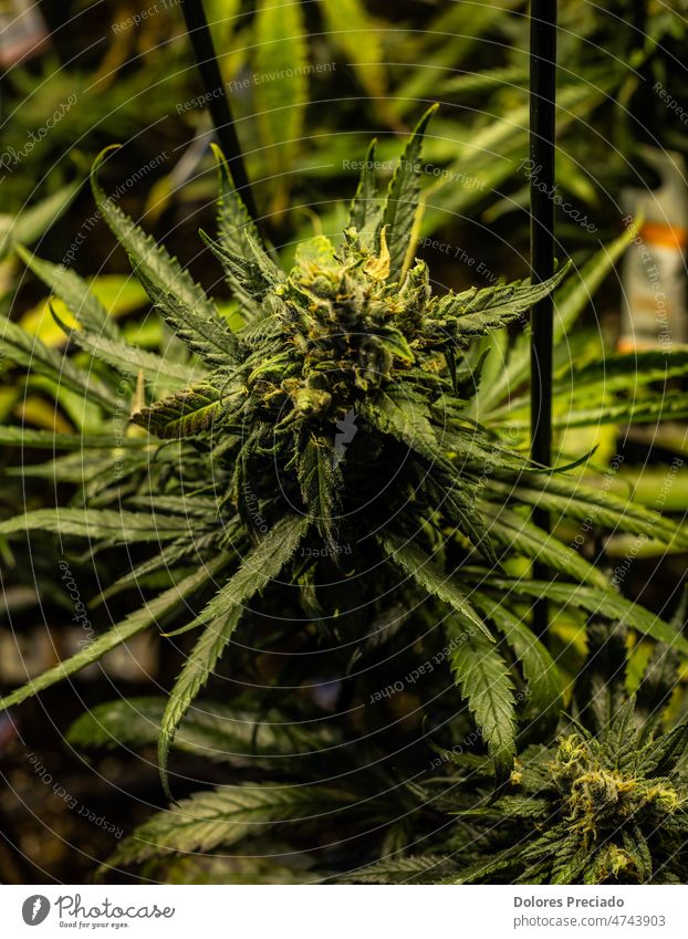 Indoor-Marihuana-Plantage des Typs Amnesia Haze fast fertig zum Schneiden Ackerbau Amnesie Amnesie-Schleier Hintergrund schön Schönheit Überstrahlung