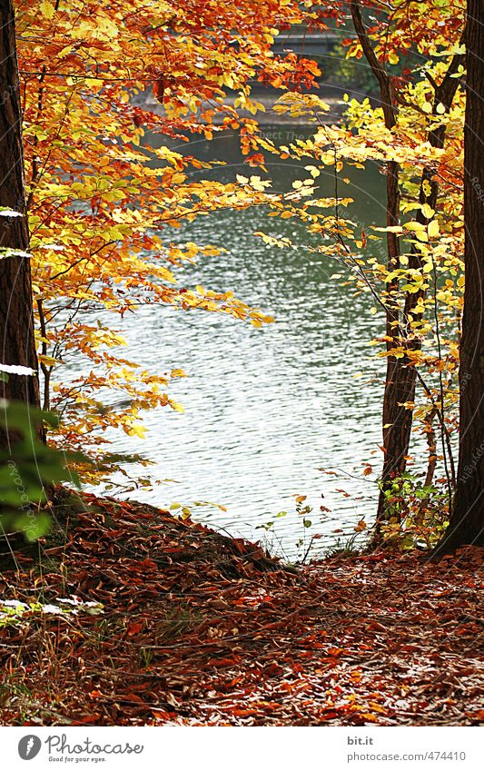 am Bärensee Umwelt Natur Landschaft Pflanze Urelemente Erde Wasser Herbst Klima Schönes Wetter Küste Seeufer Teich natürlich Wärme Stimmung Wandel & Veränderung