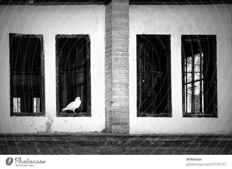 Eine weiße Taube sitzt etwas verloren am Fenster eines leerstehenden Hauses Frieden Friedenstaube Gebäude Bauwerk sitzen warten allein Hoffnung Vogel