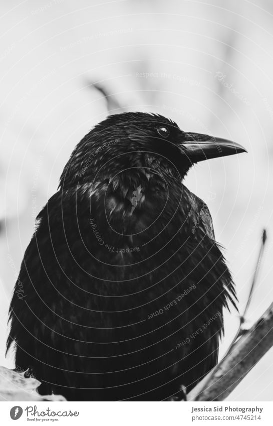 Krähe in Schwarz und Weiß in einem Baum Schwarzweißfoto Vogel Federn Natur Tiere