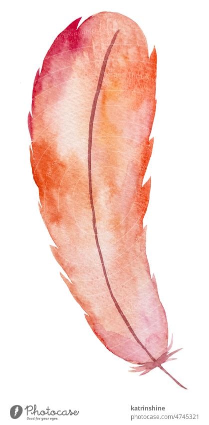 Aquarell rosa und roten Feder, böhmische Element Illustration isoliert Dekoration & Verzierung exotisch handgezeichnet vereinzelt Sommer Vogel Bohemien Boho