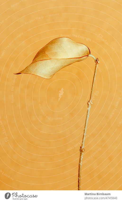 Einfaches goldenes Blatt auf einem goldenen Hintergrund einfach Zärtlichkeit Eleganz Single braun Pastell Kunst Minimalismus Vorbau verwelkt Blume Makro