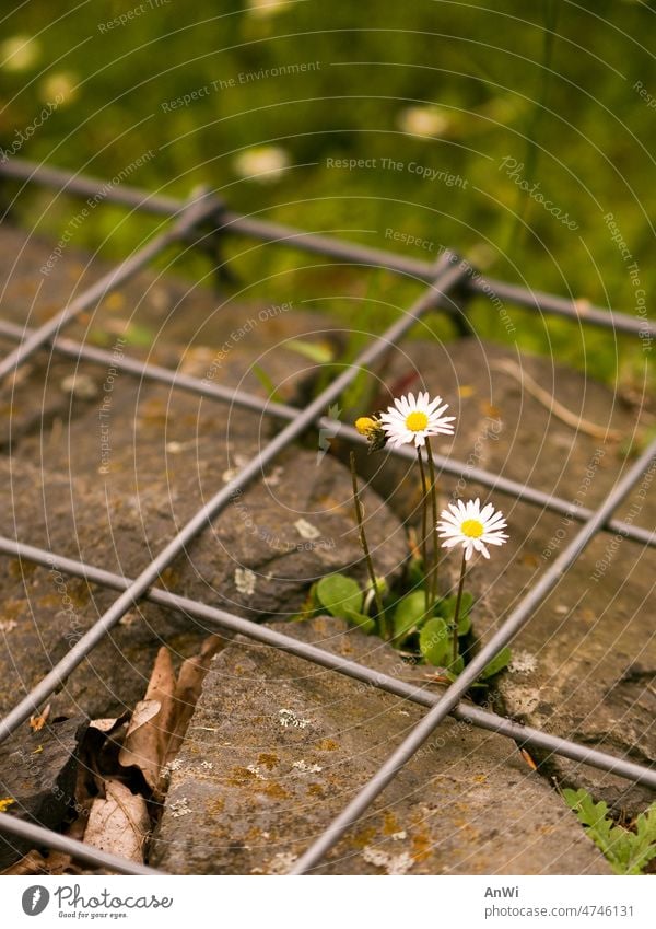Gänseblümchen wächst in Steinspalte durch ein Drahtgitter Spalt Gitternetz Hoffnung Außenaufnahme Blume Blüte Natur blühende Blume