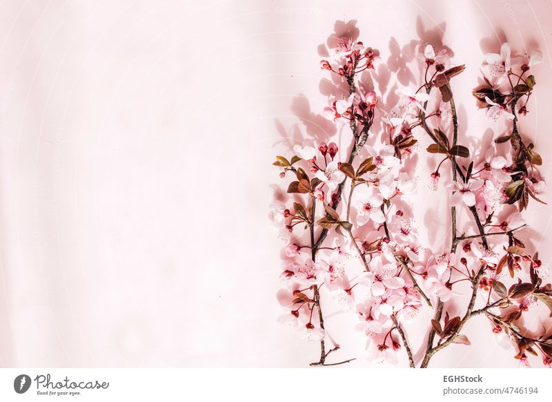 Kirschblütenzweig auf rosa Hintergrund. Leerzeichen kopieren Textfreiraum Blume Blüte Natur Kirsche Frühling Blütezeit Blütenblatt Japanisch gelber Hintergrund