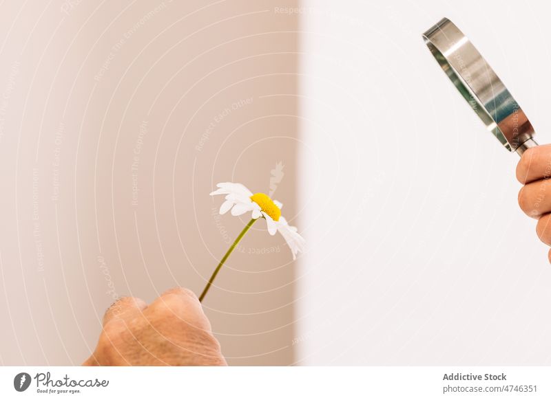 Anonyme Person, die die Kamille durch ein Vergrößerungsglas betrachtet Lupe untersuchen beobachten vergrößern Blume erkunden geblümt optisch botanisch Hand