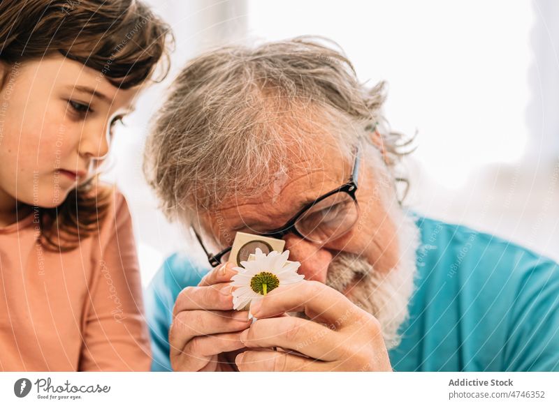Großvater mit Mädchen, das Kamille untersucht Lupe Blume untersuchen Pflanze lernen Botanik beobachten heimwärts Mann reif Rentnerin interessant Enkelkind Kind
