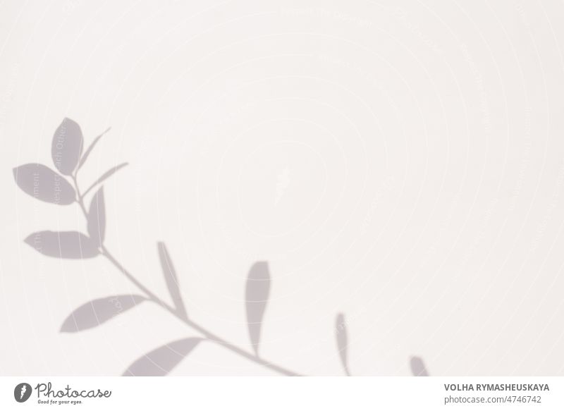 Schatten einer Pflanze auf grauem Hintergrund mit Kopierraum Blatt Einfluss Laubwerk Sonnenlicht abstrakt Licht weiß dunkel Design Natur Muster sonnig Textur
