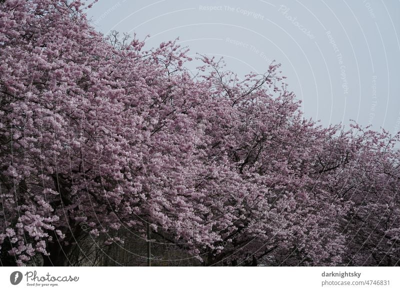 Sakura, Kirschblüte im Frühling, japanische Zierkirsche Prunus Serrulata Kanzan in einer Allee Bokeh Pflanze geblümt Ast Blume Hintergrund natürlich