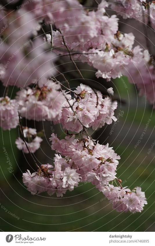 Sakura im Detail, Kirschblüte im Frühling, japanische Zierkirsche Prunus Serrulata Kanzan Bokeh Pflanze geblümt Ast Blume Hintergrund natürlich Prunus serrulata