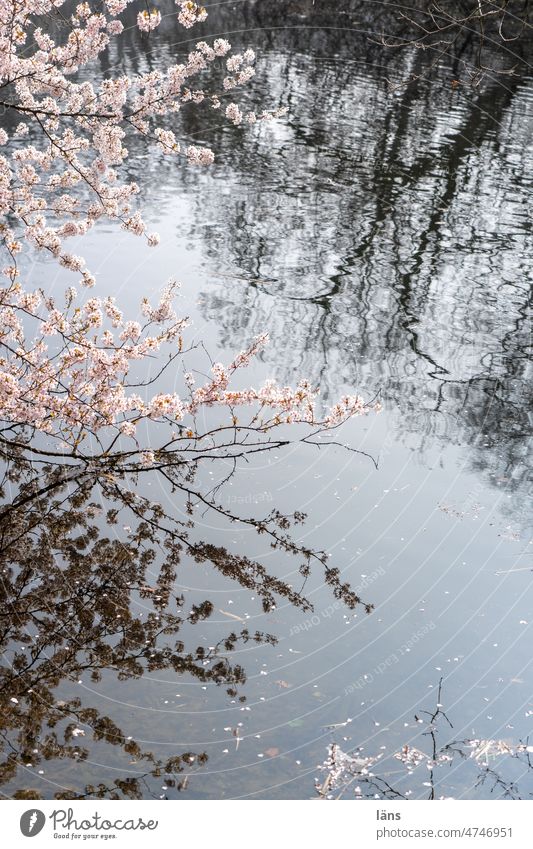 Frühling am Wasser Wasseroberfläche Reflexion & Spiegelung Japanische Kirschblüte Wasserspiegelung Idylle Menschenleer Bäume