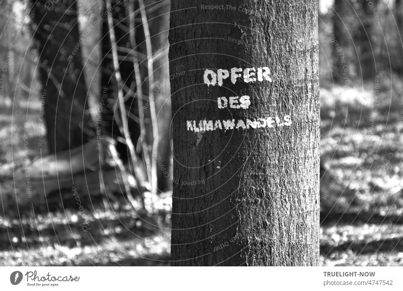 Zum Tag der Erde: OPFER DES KLIMAWANDELS - weisse Schrift am Stamm einer absterbenden Buche im Babelsberger Park schwarz weiss Baum Baumstamm Wald Klimawandel