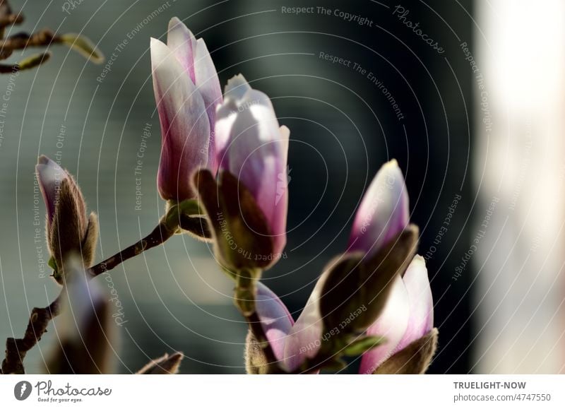 "Wer Ostern kennt, kann nicht verzweifeln..." Dietrich Bonhoeffer. Himmelwärts gerichtete Magnolien Blüten und Knospen an einem Strauch vor unscharfem Hintergrund in diversen Grautönen