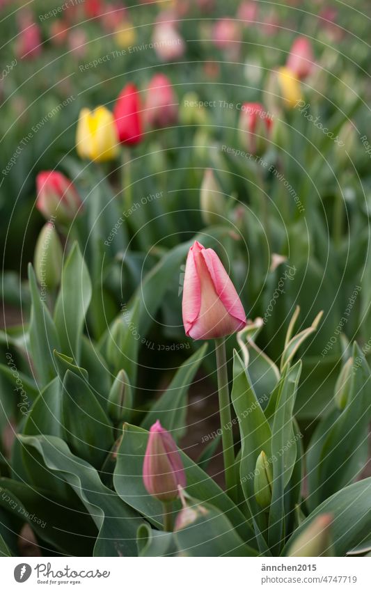 Im Vorgrund sieht man eine rosafarbene Tulpe die auf einem bunten Tulpenfeld wächst Geschenk Muttertag rot Frühlingsgefühle Blumen Tulpenblüte grün Farbfoto