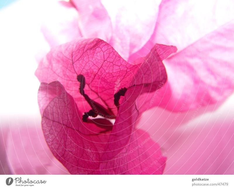 blüte in pink elegant Stil exotisch schön Wellness Erholung Duft Dekoration & Verzierung Pflanze Frühling Sommer Blume Blüte Garten ästhetisch rosa Romantik