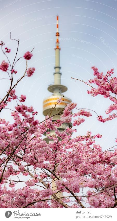 Olypiaturm in München mit rosa Kirschblüten Olympiaturm Baum Blüte Hanami traumhaft schön Frühling Natur Pflanze Blühend Außenaufnahme Duft Frühlingsgefühle