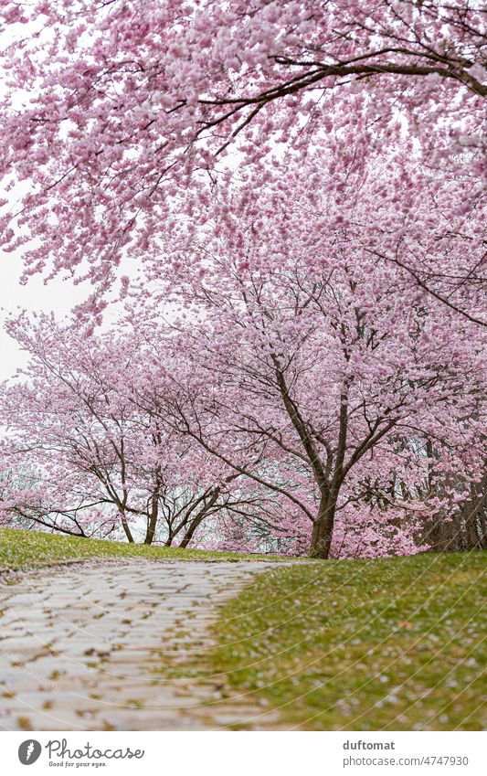 rosa Kirschblüten im Park Baum Blüte Hanami traumhaft schön Frühling Natur Pflanze Blühend Außenaufnahme Duft Frühlingsgefühle Kirschbaum Umwelt Kirsche