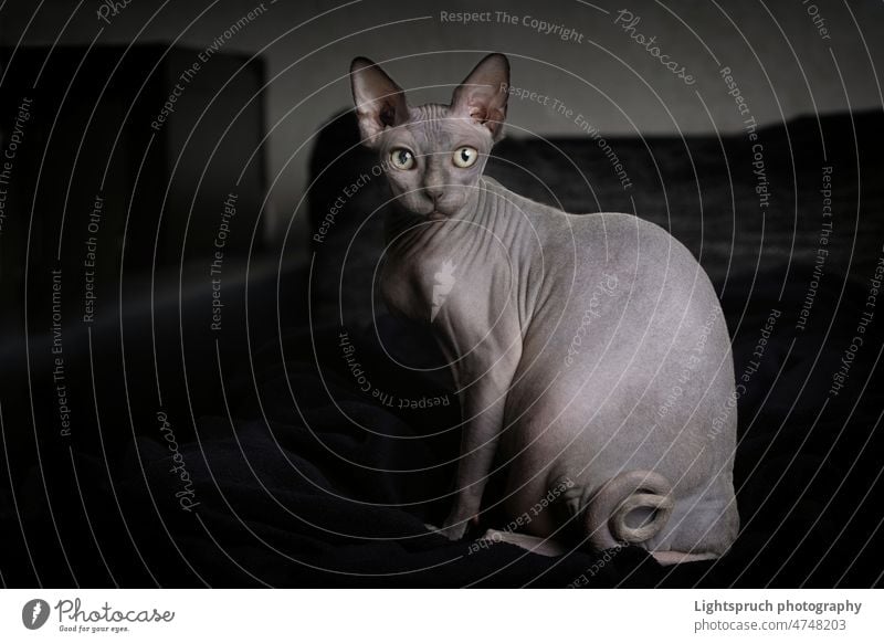 Portrait einer grauen Sphynx Nacktkatze in häuslicher Umgebung. sphynx-nacktkatze haustier sphinx kätzchen hübsch weiß isoliert einheimisch glatze portrait