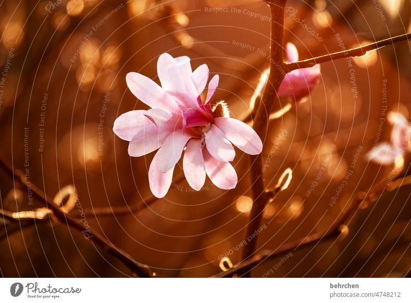 teekesselchen | blüte Knospen sternmagnolie wunderschön Wärme Magnolie Magnolien Frühling Sommer Unschärfe Außenaufnahme Pflanze Sonnenlicht Nahaufnahme