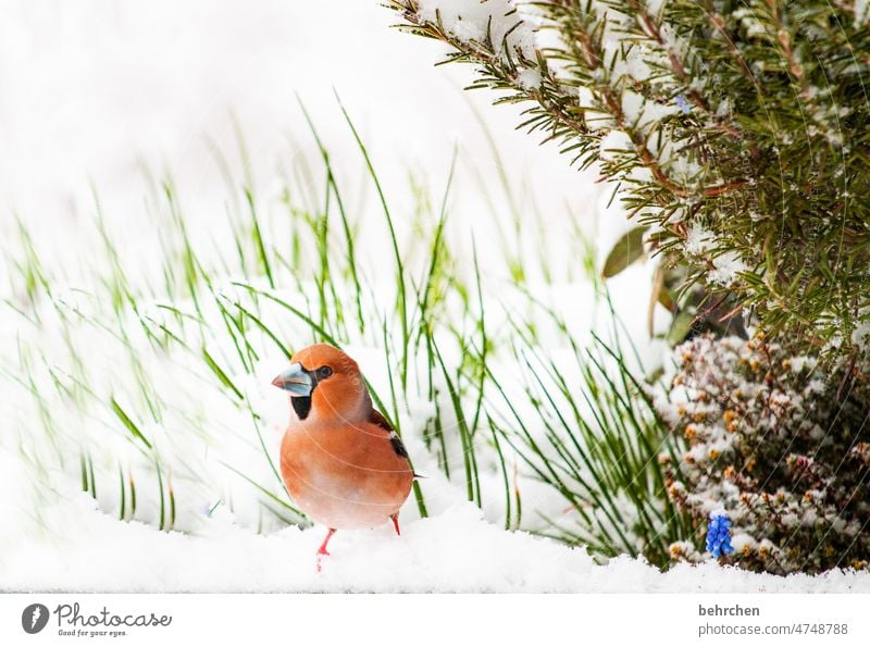 ein kerniger kerl Märchenhaft Schnabel schneien Feder Tierwelt kalt Schnee Tierporträt Wildtier Tierschutz Menschenleer Natur Farbfoto Vogel Winter Garten