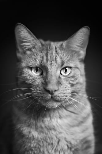Porträt einer getigerten Katze, die direkt in die Kamera schaut. Vertikales Schwarz-Weiß-Bild. Hauskatze Nahaufnahme in die Kamera schauen vertikal