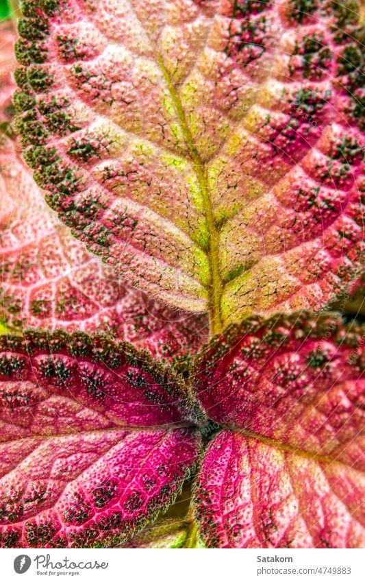 Buntes Muster und weiches Fell auf der Blattoberfläche der Teppichpflanze episcia Pflanze grün Oberfläche Farbe Garten Blätter Natur Textur Botanik Hintergrund