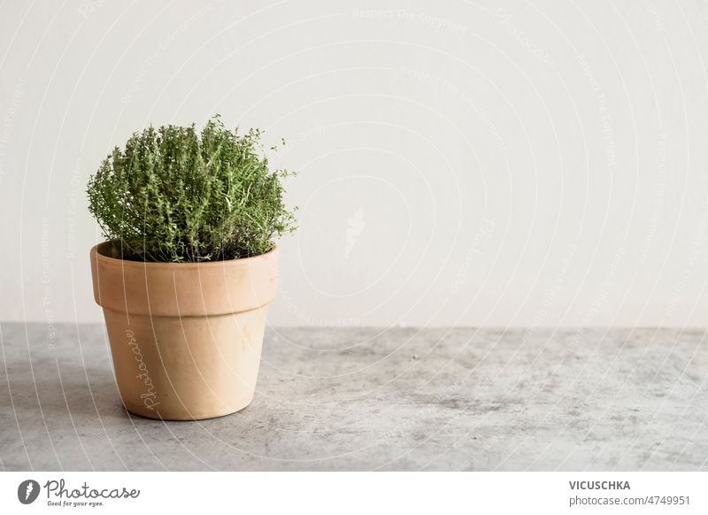 Getöpferter Thymian in Terrakotta-Topf auf Tisch vor weißem Wandhintergrund Küchenkräuter eingetopft Hintergrund Vorderansicht wachsend Wachstum grün mediterran