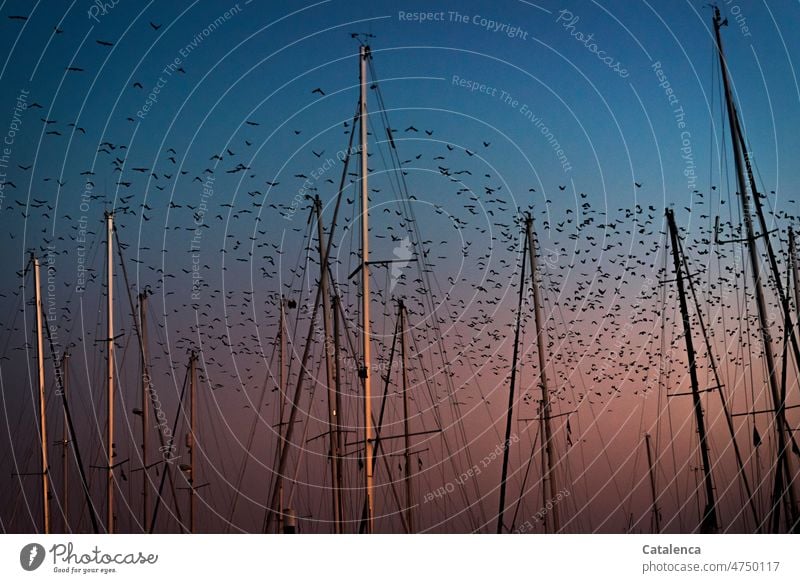 Ein Starenschwarm fliegt am abendlichen Himmel über die Marina Umwelt Tageslicht Klima Wetter Abendlicht Dämmerung Schönes Wetter Vögel Flugformation Schwarm