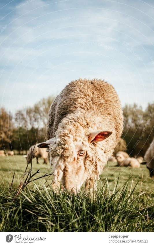 Schaf Tier Nutztier Außenaufnahme Tierporträt Wolle Landschaft Schafherde Schafe Weide Schafswolle Wiese Herde Tiergruppe Natur Gras Landwirtschaft Nutztiere