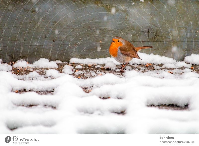 kleine abkühlung Ornithologie Rotkehlchen Umwelt Vögel füttern niedlich hübsch Jahreszeiten Winter Garten Fressen Tierliebe Außenaufnahme Vogel Farbfoto Natur