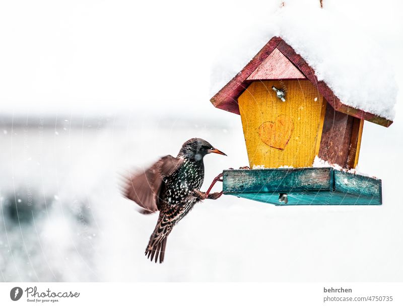 flatterhaft Außenaufnahme Winter Farbfoto Fressen füttern Tier Vogel Jahreszeiten Natur Garten Vogelhäuschen Vögel Tierliebe Wildtier kalt Schneeflocke