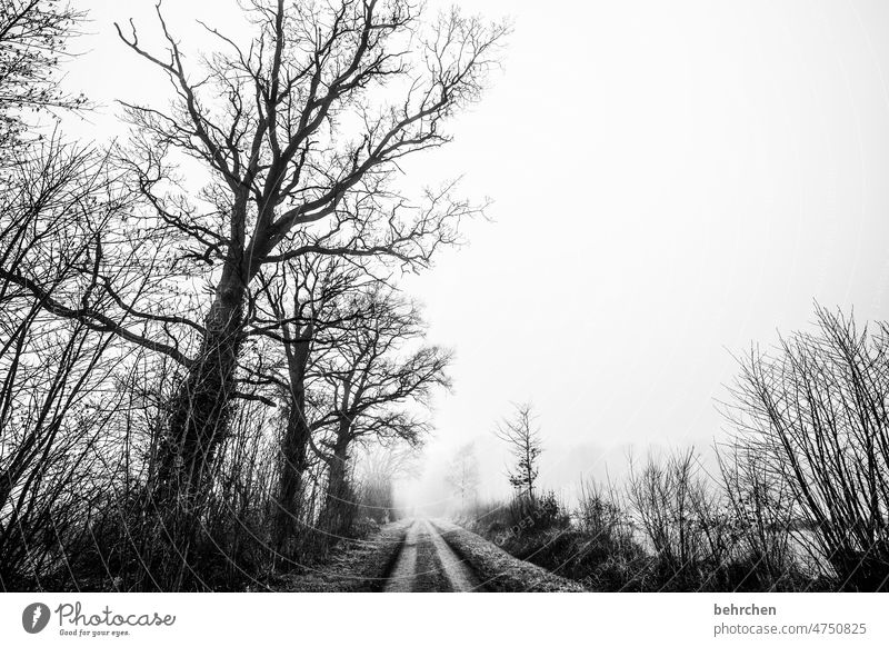 verlust Tristesse Wiese Feld Jahreszeiten Baum Nebel geheimnisvoll stille Bäume Wetter melancholie melancholisch mystisch Menschenleer Landschaft Außenaufnahme
