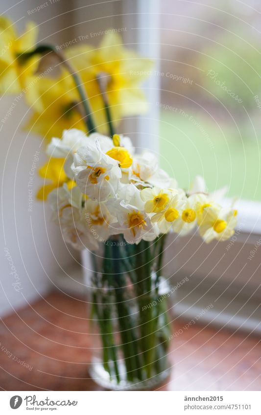 verschiedene weiße und gelbe Narzissen in einer Glasvase stehen auf einer Steinfensterbank Ostern Frühling Frühblüher SlowFlowers pflücken Vase Gelbe Narzisse