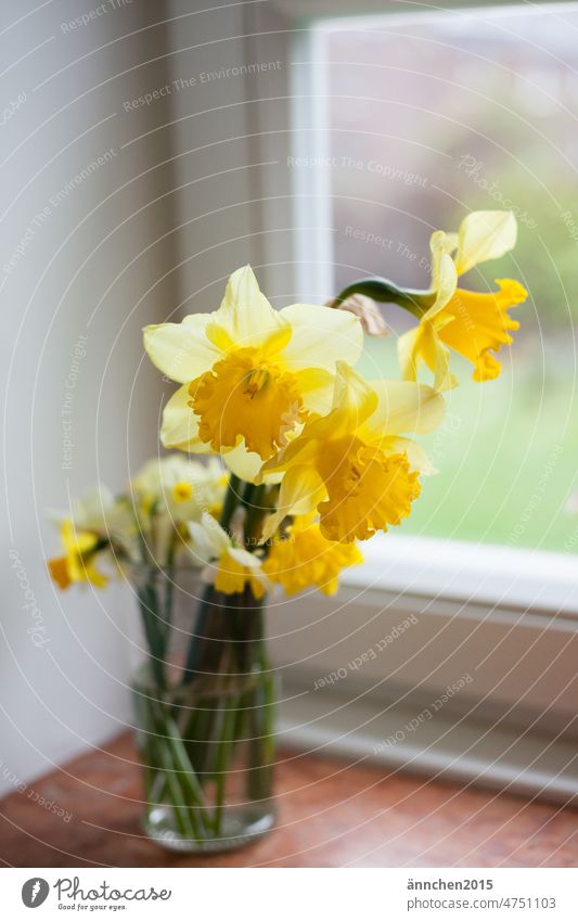 Ein kleiner Strauß gelber Narzissen steht in einer Glasvase auf dem Fensterbrett weiß grün weiss Blumenstrauß Geschenk Garten Frühlingsblume Frühlingsgefühle