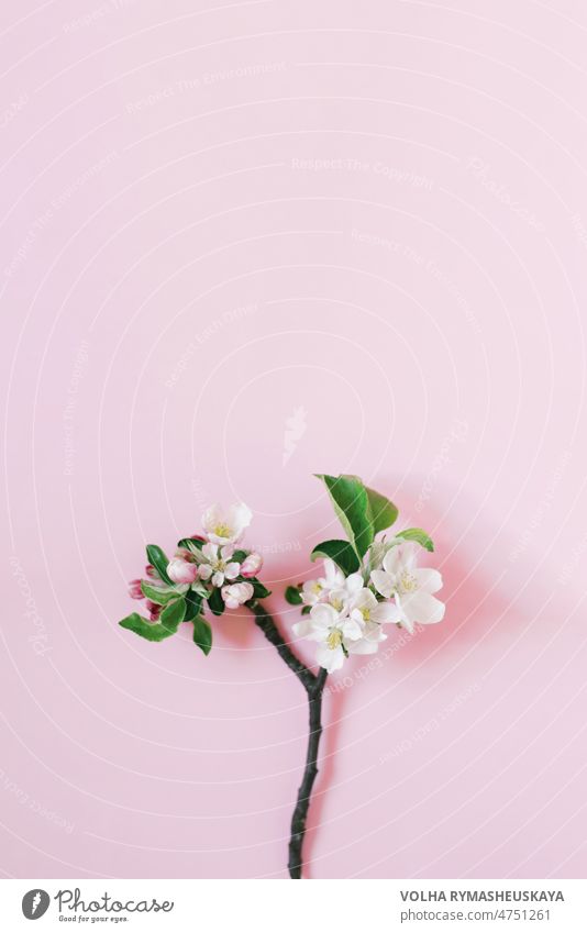 Kleiner Zweig eines Apfelbaums mit weißen Blüten auf rosa Hintergrund mit Kopierraum. Kreative Grußkarte. Flachlage, Ansicht von oben Blütenblatt April geblümt