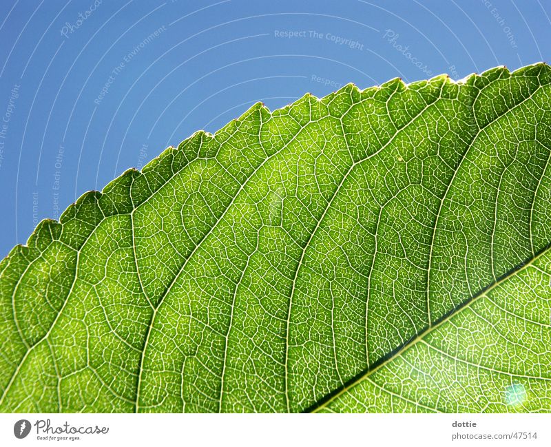 Sonnenblatt Blatt Gefäße grün Makroaufnahme