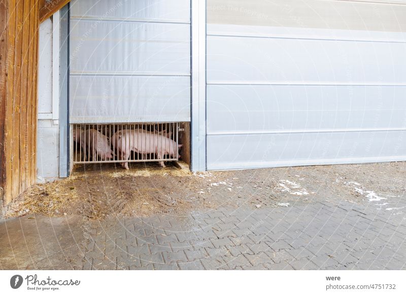 Schweine auf einem modernen Bauernhof hinter einem halb geöffneten Scheunentor CO²-Neutralität Nutztier Hausschwein Schnitzel Steak Tierhaltung Tierschutz