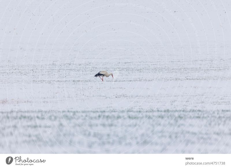 Ein vom Winter überraschter Weißstorch sucht im Biotop Schmuttertal bei Augsburg nach Nahrung im Schnee ciconia ciconia ciconia Gablingen Tier Vogel kalt