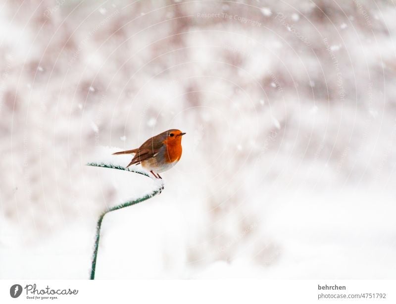 rotkehlchen und schneeflöckchen Rotkehlchen Umwelt Vögel niedlich Garten Winter Jahreszeiten hübsch Tierliebe Außenaufnahme Vogel Farbfoto Natur Singvögel