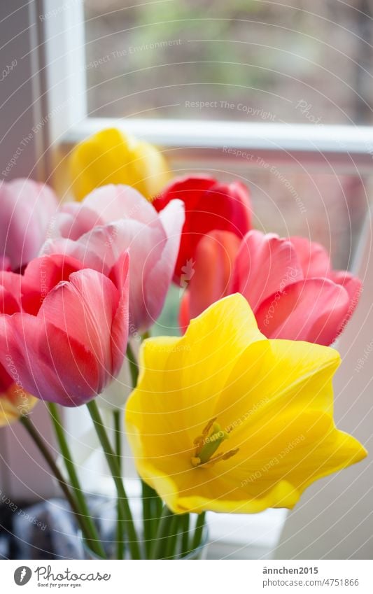 Ein Strauß bunter Tulpen steht vor einem weißen Sprossenfenster Blumen Sommer Jahreszeit Mitbringsel Geschenk Liebe Frühlingsgefühle Tulpenblüte
