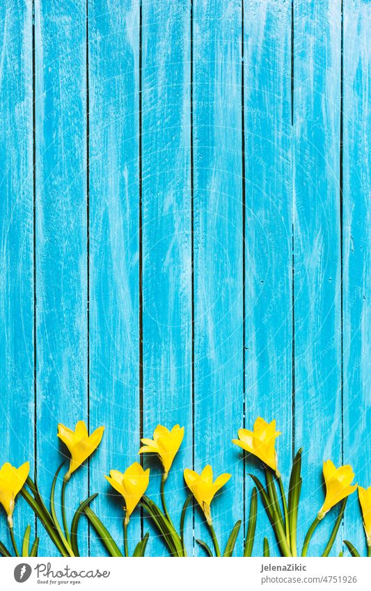 Gelbe Blumen auf türkisfarbenem Holzhintergrund Design Hintergrund schön geblümt Kornett Kunst Sommer Natur abstrakt Liebe Blatt Blütezeit retro Zusammensetzung