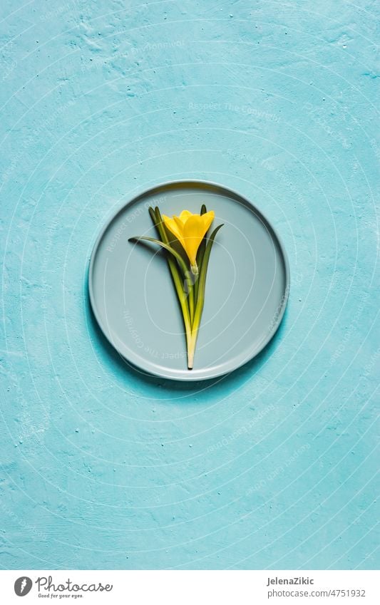 Gelbe Blume in einem Teller auf türkisem Hintergrund Dekoration & Verzierung Party Frühling Einstellung Abendessen Besteck Feiertag Tisch Ort festlich speisend
