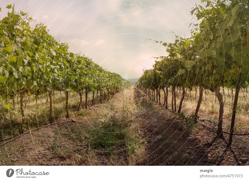 Weinberg feldwirtschaft Reben Nachhaltigkeit Weinreben Bioprodukte Reihen Ordnung Erde Weinbauern Ackerbau bäume" Büsche Weingut Umwelt Landschaft Wachstum