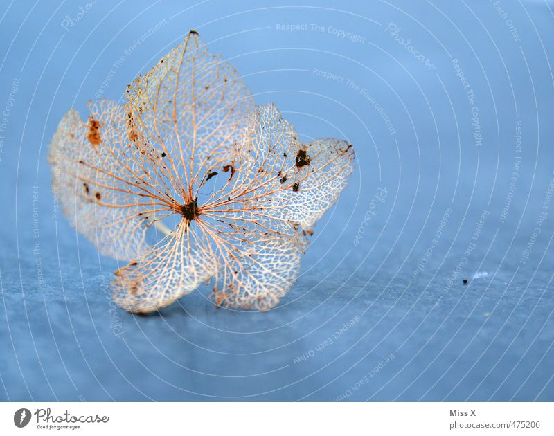 Gerippe Blume Blüte verblüht dehydrieren trocken Tod Vergänglichkeit Blattadern Skelett Hortensienblüte Blütenblatt verdorrt zart filigran Farbfoto mehrfarbig