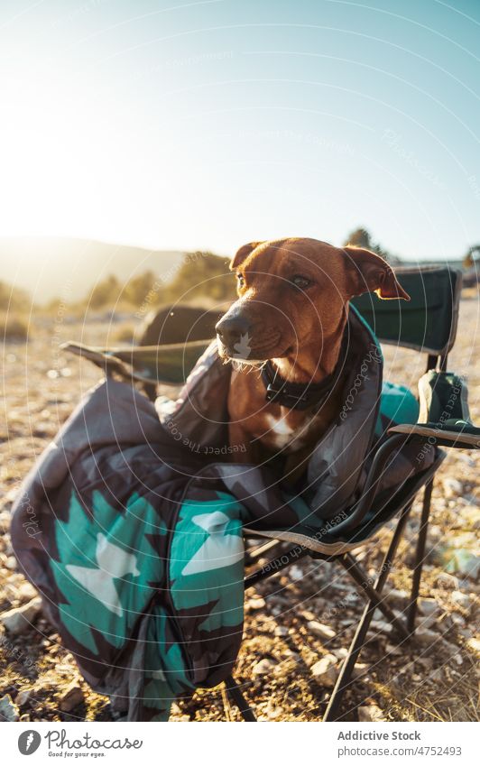 Hund in Decke auf einem Klappstuhl bei Sonnenaufgang Morgen Lager Stuhl früh Natur Morgendämmerung kalt Landschaft Tier Haustier Kragen sitzen Umwelt heimisch